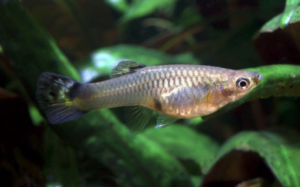 mostrar o peixe guaru